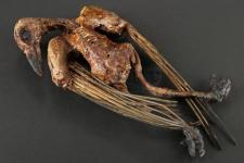 S2E02 - Verbis Diablo: Dead Bird Relic