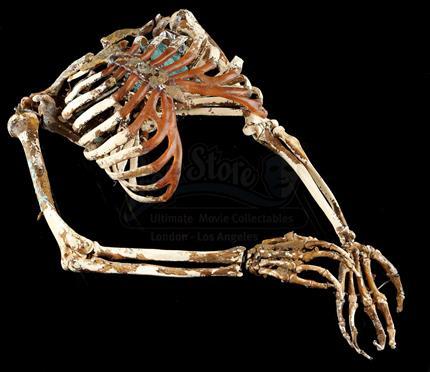 The Serpent and The Rainbow - Skeleton Torso and Legs